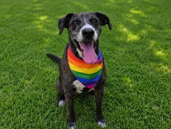 Bonnet -  Catahoula Leopard Dog and Labrador Retriever Dog for Adoption in Austin, Texas - Bonnet | PetCurious