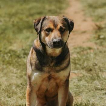Chuckles -  Mastiff and Mixed Breed Dog for Adoption in Portland, Oregon - Chuckles | PetCurious