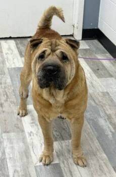 Butch -  Shar Pei Dog for Adoption in Lake Forest, California - Butch | PetCurious