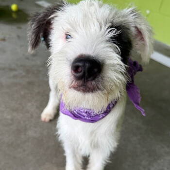 Rescue Terrier Dogs for Adoption in New Castle, Delaware - Johnny | PetCurious