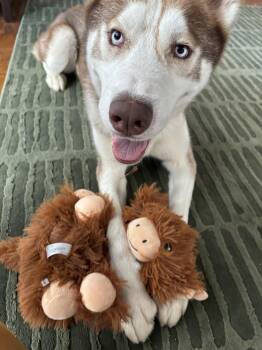 Ricky -  Siberian Husky Dog for Adoption in Walnut Creek, California - Ricky | PetCurious