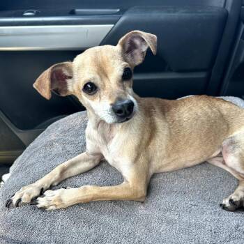 Santa -  Chihuahua Dog for Adoption in Rockville, Maryland - Santa | PetCurious
