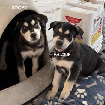 Rescue Husky and German Shepherd Dog Dogs for Adoption in Tracy, California - GOOFY & FALINE-- COMING SOON | PetCurious