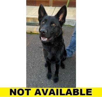 Rescue Mixed Breed Dogs for Adoption in Eugene, Oregon - Obsidian | PetCurious