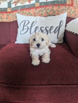 Gina -  Poodle Dog for Adoption in Ephrata, Washington - Gina | PetCurious