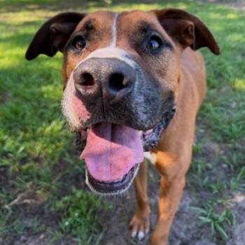 Bear -  Mixed Breed Dog for Adoption in Lakeland, Florida - Bear | PetCurious