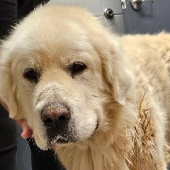 TRENT -  Great Pyrenees Dog for Adoption - TRENT | PetCurious