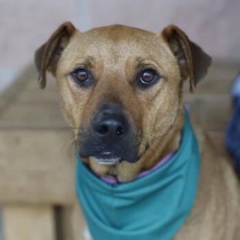 Australian Cattle Dog Blue Heeler Dogs Available for Adoption in San Antonio, Texas - ELLIOT | PetCurious