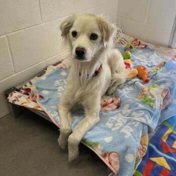 Griffith -  Australian Shepherd and Cocker Spaniel Dog for Adoption in Buellton, California - Griffith | PetCurious