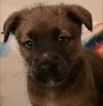 Terrier Dogs Available for Adoption - Goose | PetCurious