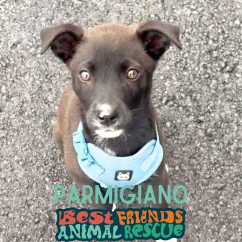 Parmigiano -  Border Collie Dog for Adoption in Wasilla, Alaska - Parmigiano | PetCurious