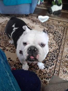 Rescue English Bulldog Dogs for Adoption in Baker, Louisiana - Pearl | PetCurious