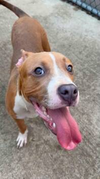 Silly Putty -  Pit Bull Terrier Dog for Adoption in Crete, Illinois - Silly Putty | PetCurious