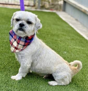 Rescue Shih Tzu Dogs for Adoption in Hondo, Texas - Percy - Shih Tzu Boy | PetCurious