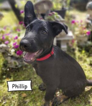 Phillip -  Shepherd Dog for Adoption in Sandy Hook, Manitoba - Phillip | PetCurious