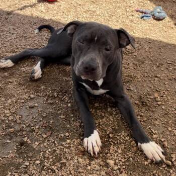Carl KCAC #737.26 -  American Staffordshire Terrier and Mixed Breed Dog for Adoption in Kerrville, Texas - Carl KCAC #737.26 | PetCurious
