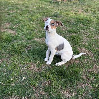 Mixed Breed Dogs Available for Adoption in Fredericksburg, Virginia - Lexie Grey | PetCurious