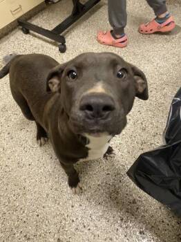 Peaches -  Pit Bull Terrier Dog for Adoption in Vancouver, Washington - Peaches | PetCurious