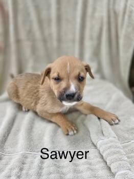 Rescue Labrador Retriever Dogs for Adoption in Manchester, Connecticut - Sawyer | PetCurious