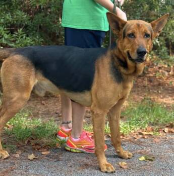 Bridges 2026 -  German Shepherd Dog and Bloodhound Dog for Adoption in Sumter, South Carolina - Bridges 2026 | PetCurious