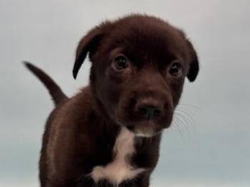 Gerty -  Labrador Retriever and Mixed Breed Dog for Adoption in Golden Valley, Minnesota - Gerty | PetCurious