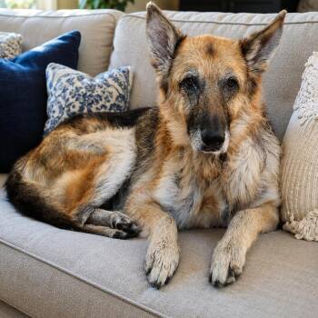 Sophie -  German Shepherd Dog Dog for Adoption in Brentwood, Tennessee - Sophie | PetCurious