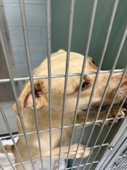 Astro 1201-26 -  Labrador Retriever and Mixed Breed Dog for Adoption in Cumming, Georgia - Astro 1201-26 | PetCurious