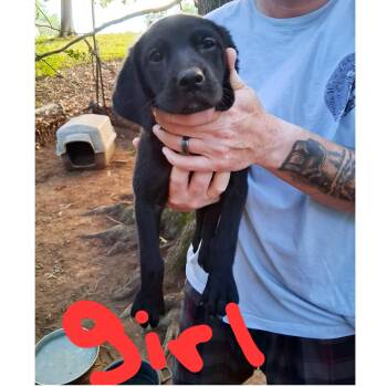 Black Lab pups (female) - Courtesy Post -  Black Labrador Retriever Dog for Adoption in Clarksville, Virginia - Black Lab Pups (female) - Courtesy Post | PetCurious