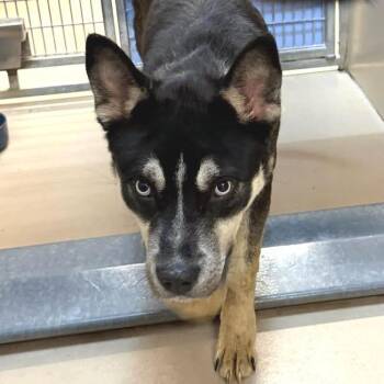 Pit Bull Terrier and Husky Dogs Available for Adoption - Joe Jonas | PetCurious