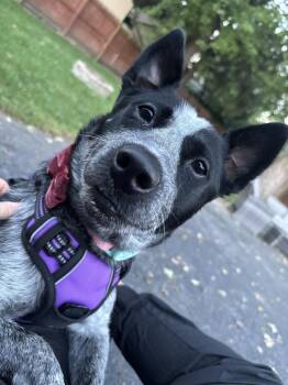 Edamame -  Australian Cattle Dog Blue Heeler Dog for Adoption in Columbus, Ohio - Edamame | PetCurious