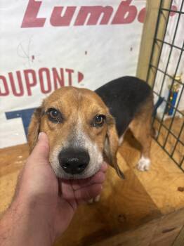Ranger (foster or adopter needed) -  Beagle Dog for Adoption in Hanson, Massachusetts - Ranger (foster Or Adopter Needed) | PetCurious