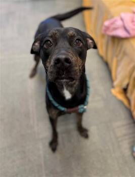 VIXEY -  Labrador Retriever and Mixed Breed Dog for Adoption in Peoria, Illinois - VIXEY | PetCurious