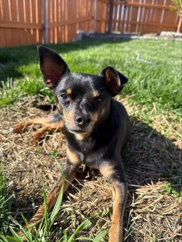 Joon -  Miniature Pinscher Dog for Adoption in Pasco, Washington - Joon | PetCurious