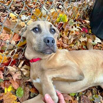 Rescue Labrador Retriever Dogs for Adoption in Riverwoods, Illinois - Nolan | PetCurious