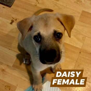 Daisy -  German Shepherd Dog and Golden Retriever Dog for Adoption in Myrtle Beach, South Carolina - Daisy | PetCurious