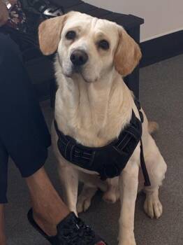 Mixed Breed Dogs Available for Adoption in West Chester, Pennsylvania - Otter | PetCurious