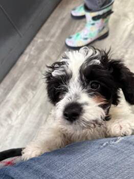 Chihuahua and Mixed Breed Dogs Available for Adoption in Albion, New York - Ollie | PetCurious