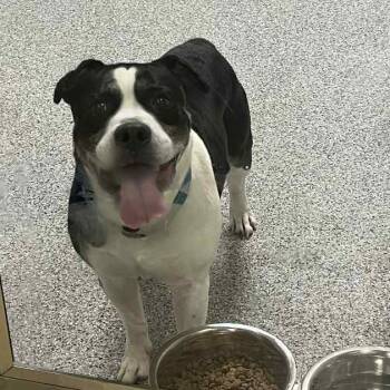 Rescue Beagle Dogs for Adoption in Wichita, Kansas - Bo | PetCurious