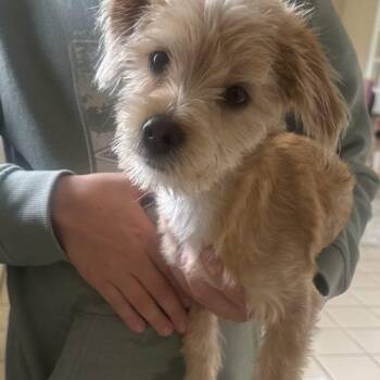 Morkie Dogs Available for Adoption in Verona, New Jersey - Fernando | PetCurious