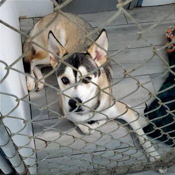 Stone -  Husky Dog for Adoption in Denison, Texas - Stone | PetCurious