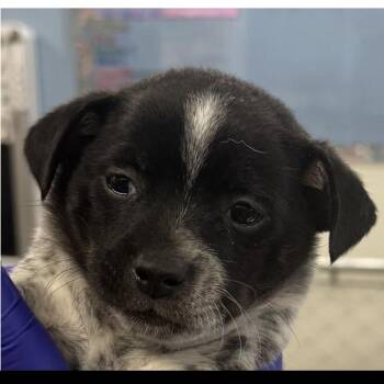 Mars -  Chihuahua Dog for Adoption in Longmont, Colorado - Mars | PetCurious