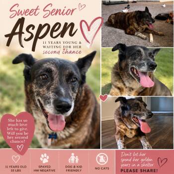 Aspen -  Cattle Dog Dog for Adoption in Wantagh, New York - Aspen | PetCurious
