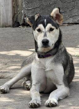 Holly -  Husky Dog for Adoption in Calgary, Alberta - Holly | PetCurious