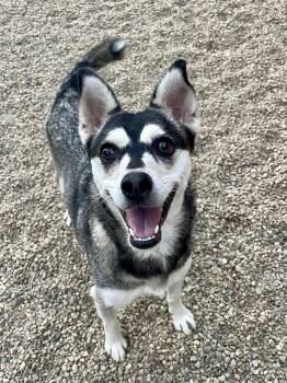 Twinkle -  Pomeranian and Husky Dog for Adoption in Lacon, Illinois - Twinkle | PetCurious