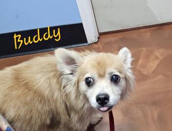 Rescue Pomeranian and American Eskimo Dog Dogs for Adoption in Brooksville, Florida - Buddy | PetCurious