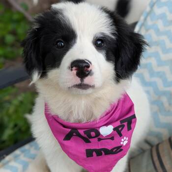 Great Pyrenees and Labrador Retriever Dogs Available for Adoption in Normal, Illinois - Juno | PetCurious