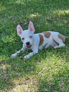 Angel, true to her name -  American Bully and American Staffordshire Terrier Dog for Adoption in Metairie, Louisiana - Angel, True To Her Name | PetCurious