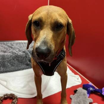Rita -  Redbone Coonhound and Mixed Breed Dog for Adoption in Titusville, Florida - Rita | PetCurious