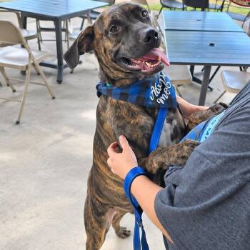 Stark AKA Boone -  Mastiff and Plott Hound Dog for Adoption in Enterprise, Alabama - Stark AKA Boone | PetCurious