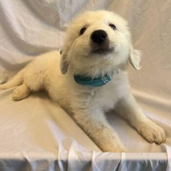 Mammoth -  Mixed Breed Dog for Adoption in Canal Winchester, Ohio - Mammoth | PetCurious